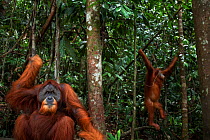 Sumatran orangutan (Pongo abelii) mature male 'Halik' aged 26 years seated with female 'Juni' aged 12 years swinging from a tree in the background - wide angle perspective. Gunung Leuser National Park...
