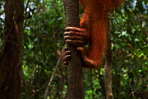 Sumatran orangutan (Pongo abelii) female 'Juni' aged 12 years feet gripping a tree. Gunung Leuser National Park, Sumatra, Indonesia. Rehabilitated and released (or descended from those which were rele...