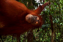 Sumatran orangutan (Pongo abelii) female 'Juni' aged 12 years swinging from a liana. Gunung Leuser National Park, Sumatra, Indonesia. Rehabilitated and released (or descended from those which were rel...