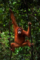 Sumatran orangutan (Pongo abelii) female 'Juni' aged 12 years climbing lianas. Gunung Leuser National Park, Sumatra, Indonesia. Rehabilitated and released (or descended from those which were released)...