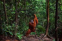 Sumatran orangutan (Pongo abelii) mature male 'Halik' aged 26 years hanging from a liana. Gunung Leuser National Park, Sumatra, Indonesia. Rehabilitated and released (or descended from those which wer...