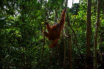 Sumatran orangutan (Pongo abelii) swinging through the trees. Gunung Leuser National Park, Sumatra, Indonesia. Rehabilitated and released (or descended from those which were released) between 1973 and...