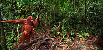 Sumatran orangutan (Pongo abelii) female 'Sandra' aged 22 years carrying baby daughter 'Sandri' aged 1-2 years standing on a log supported by lianas. Gunung Leuser National Park, Sumatra, Indonesia. R...