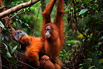 Sumatran orangutan (Pongo abelii) mature male 'Halik' aged 26 years mating with female 'Juni' aged 12 years. Gunung Leuser National Park, Sumatra, Indonesia. Rehabilitated and released (or descended f...