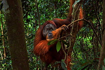 Sumatran orangutan (Pongo abelii) mature male 'Halik' aged 26 years sitting in trees supported by lianas. Gunung Leuser National Park, Sumatra, Indonesia. Rehabilitated and released (or descended from...