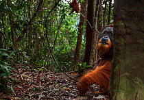Sumatran orangutan (Pongo abelii) mature male 'Halik' aged 26 years peering from behind a tree. Gunung Leuser National Park, Sumatra, Indonesia. Rehabilitated and released (or descended from those whi...