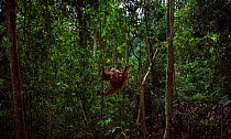 Sumatran orangutan (Pongo abelii) female 'Suma' aged 36 years and baby daughter 'Sumi' aged 2-3 years hanging from a liana. Gunung Leuser National Park, Sumatra, Indonesia. Rehabilitated and released...