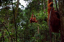 Sumatran orangutan (Pongo abelii) female 'Sandra' aged 22 years carrying baby daughter 'Sandri' aged 1-2 years swinging through the trees with mature male 'Halik' aged 26 years in the foreground. Gunu...