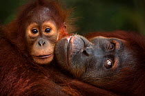 Sumatran orangutan (Pongo abelii) female 'Jaki' aged 16 years with baby daughter 'Jodi' aged 2-3 years - portrait. Gunung Leuser National Park, Sumatra, Indonesia. Rehabilitated and released (or desce...