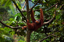 Sumatran orangutan (Pongo abelii) mature male 'Halik' aged 26 years resting in a tree. Gunung Leuser National Park, Sumatra, Indonesia. Rehabilitated and released (or descended from those which were r...