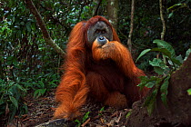 Sumatran orangutan (Pongo abelii) mature male 'Halik' aged 26 years sitting in a forest clearing. Gunung Leuser National Park, Sumatra, Indonesia. Rehabilitated and released (or descended from those w...