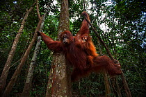Sumatran orangutan (Pongo abelii) female 'Sandra' aged 22 years and her baby daughter 'Sandri' aged 1-2 years hanging from a liana . Gunung Leuser National Park, Sumatra, Indonesia. Rehabilitated and...