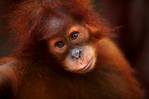 Sumatran orangutan (Pongo abelii) female baby 'Sandri' aged 1-2 years portrait. Gunung Leuser National Park, Sumatra, Indonesia. Rehabilitated and released (or descended from those which were released...
