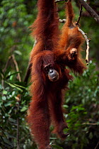 Sumatran orangutan (Pongo abelii) female 'Sandra' aged 22 years and baby daughter 'Sandri' aged 1-2 years hanging from a tree. Gunung Leuser National Park, Sumatra, Indonesia. Rehabilitated and releas...