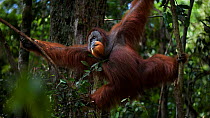 Sumatran orangutan (Pongo abelii) mature male 'Halik' aged 26 years swinging through the trees. Gunung Leuser National Park, Sumatra, Indonesia. Rehabilitated and released (or descended from those whi...