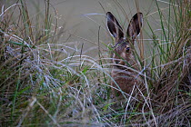 Common European hare (Lepus europaeus) on the sand dunes of the Island of Sylt, Wadden Sea National Park, UNESCO World Heritage Site, Germany, June.