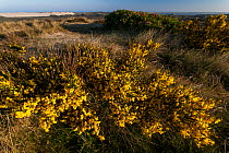 Common broom (Cytisus scoparius) growing on sand dunes  at Lister Dune, Island of Sylt, Wadden Sea National Park, UNESCO World Heritage Site,  Germany, June 2006.