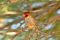 Red-headed Finch (Amadina erythrocephala) Kgalagadi National Park, South Africa