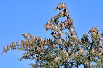 Red-headed Finch (Amadina erythrocephala) large flock in tree, Kgalagadi National Park, South Africa.