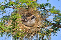 White-browed sparrow-weaver (Plocepasser mahali) building nest. Mountain Zebra National Park, South Africa.