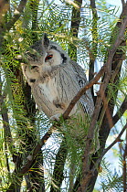 Southern white-faced owl (Ptilopsis granti) Kgalagadi National Park, South Africa.