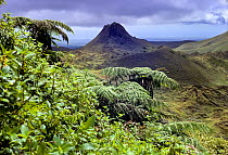 Santa Cruz Island highlands with Puntudo spatter cone and lush vegetation with Cyathea treeferns and Miconia, Galapagos, Ecuador.