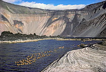 Mineral lake with White-cheeked pintails (Anas bahamensis) during quiet volcanic period, on volcanic caldera, Fernandina, Galapagos, Ecuador.