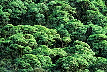 Scalesia forest (Scalesia pedunculata) North Slope, Highlands, Santa Cruz Island, Galapagos, Ecuador.