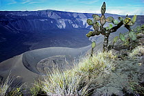 Volcanic Caldera with Opuntia cactus, Cerro Azul, Isabela Island, Galapagos, Ecuador.