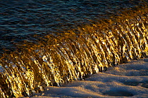 Water cascading off reef wall in afternoon light, Heron Island, in the southern Great Barrier Reef, Queensland, Australia.
