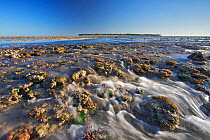 Heron Island Reef Wall at low tide, exposing corals southern Great Barrier Reef, Queensland, Australia.