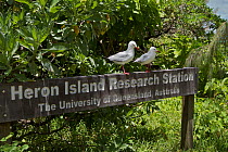 Sign with Silver Gulls (Larus novaehollandiae forsteri) on Heron Island, southern Great Barrier Reef, Queensland, Australia..