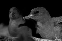 Wedge-tailed Shearwaters (Puffinus pacificus) pair outside nest burrow, Heron Island, southern Great Barrier Reef, Queensland, Australia. Taken with infra-red camera.