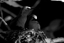 Brown Noddies (Anous stolidus) roosting in nest in persoinas tree at night, Heron Island, southern Great Barrier Reef, Queensland, Australia. Taken with infra-red camera.