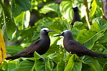 Noddy Turns (Anous stolidus) pair on Heron Island, southern Great Barrier Reef, Queensland, Australia.