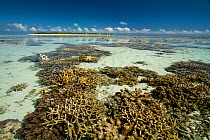 Exposed Staghorn coral (Acropora cervicornis) at low spring tide, Heron Island, southern Great Barrier Reef, Queensland, Australia.