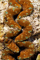 Giant clam (Tridacna maxima) in rockpool on Heron Island, southern Great Barrier Reef, Queensland, Australia.