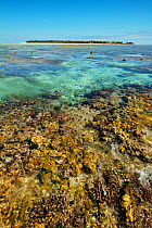 Heron Island Reef Wall at low tide with exposed corals, southern Great Barrier Reef, Queensland, Australia.