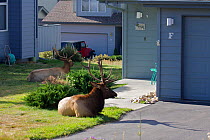 Elk (Cervus canadensis) stag resting outside house during the rut, Estes Park, Larimer County, Rocky Mountains, Colorado, United States, September.