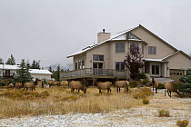 Elk (Cervus canadensis) herd outside house during the rut, Estes Park, Larimer County, Rocky Mountains, Colorado, United States, September.