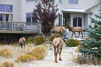 Elk (Cervus canadensis) herd outside house during the rut, Estes Park, Larimer County, Rocky Mountains, Colorado, United States, September.ns.