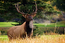 American Elk (Cervus canadensis) stag with breath condensing in the air, on golf course during the rut, in Estes Town, Rocky Mountains, Colorado, America, September.