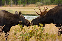 Moose (Alces americanus) male and female in courtship behaviour,  Estes Park, Colorado, Rocky Mountains, USA, September.