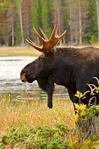 Moose (Alces americanus) male standing in lake in the rain, Estes Park, Colorado, Rocky Mountains, USA. September.