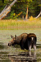 Moose (Alces americanus) female standing in lake in the rain, Estes Park, Colorado, Rocky Mountains, USA. September.
