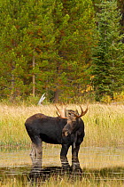 Moose (Alces americanus) male standing in lake in the rain, Estes Park, Colorado, Rocky Mountains, USA. September.