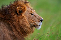 Male Lion (Panthera leo) 'Romeo' from marsh pride, Masai Mara, Kenya.