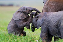 Young African elephants (Loxodonta africana) playing and sparing, Masai Mara, Kenya, Africa.