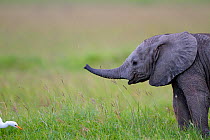 Young African Elephant (Loxodonta africana) Masai Mara, Kenya, Africa.