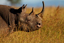 Black rhinoceros (Diceros bicornis) profile, Masai Mara, Kenya, Africa.